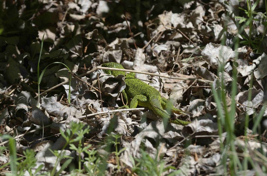 Ramarri  maschio e femmina, con attacco da Biacco